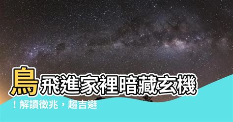 鳥飛進 家裡 代表什麼|家中飛鳥玄機解析